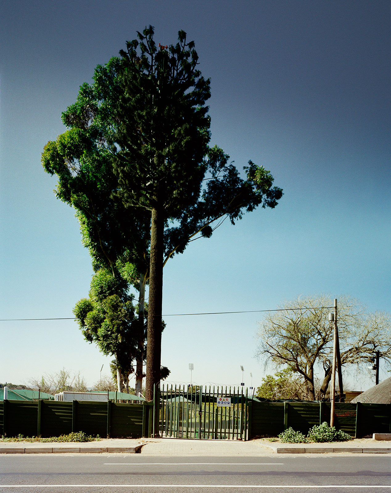 Hans Wilschut Fotografie » The Largest Man Made Forest In The World